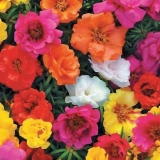 Portulak: raste iz sjemena, kada se sadi u rasad